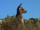 Australia Wild | Season 1 Episode 9 | Night of the Bogongs