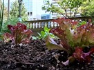 Growing a City Hall Garden