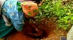 The Nobel Prize: Goal of Nobel Laureate Wangari Maathai's Green Belt Movement: Plant Two Billion Trees
