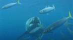 Wild: Killer Whale Vs. Jaws