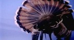 National Geographic Channel: From Dino to Turkey