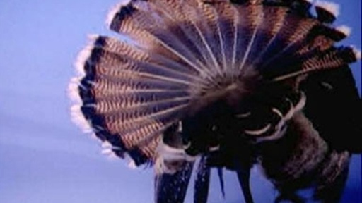 From Dino to Turkey Video