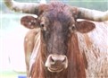 Cattle Drive/Prime Time Sex Time