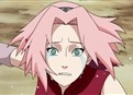 Sakura's Tears picture
