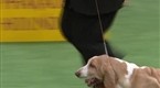 Westminster Kennel Club Dog Show: Hound Group, Part 1