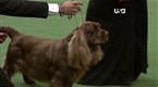 Westminster Kennel Club Dog Show: Best in Show
