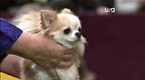 Westminster Kennel Club Dog Show: Toy Group Judging