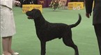 Westminster Kennel Club Dog Show: Sporting Group
