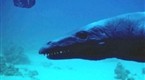 National Geographic Channel: Ancient Whale Bones