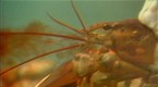 66339_145x80_generated__1vn0+swgtkmf0mykpchnba
