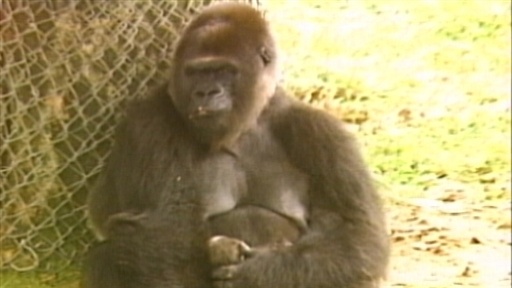 Breeding Success: More Baby Gorillas, Bo...