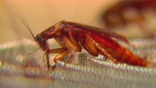 Scientists Study the Resilient, “Disgust...