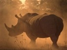 Return of the Rhino