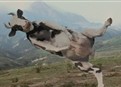 Cow Fight picture