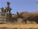 Rhinos Gone Wild