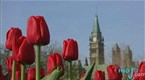 EscapeMojo: Travel Guide - Ottawa, Canada