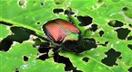 Howdini: How to Control Garden Bugs Organically