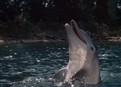 Dolphin For Sale picture