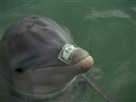 Flipper - Original | Season 1 Episode 20 | Money To Blow