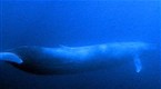 National Geographic Animals: Blue Whale