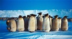 Emperors of the Ice