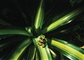 Tropical Rainforest picture