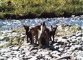 Wolves