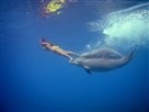 Flipper | Season 1 Episode 1 | Pilot