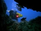 Flipper | Season 1 Episode 4 | True Believer