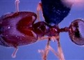 Lord of the Ants picture