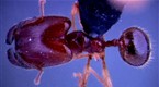 NOVA: Lord of the Ants (season 33, episode 5)