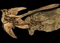 The Four Winged Dinosaur picture