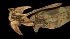 NOVA: The Four Winged Dinosaur (season 33, episode 6)