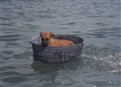 Flipper And The Puppy picture