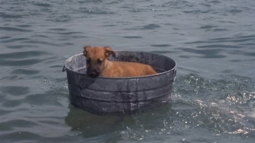 Flipper And The Puppy