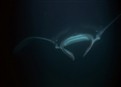 Devil Ray picture