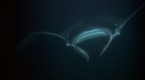 Flipper - Original: Devil Ray (season 3, episode 25)