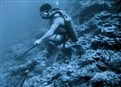 Shark Hunt picture