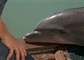 Flipper's Odyssey - Part I picture
