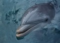 Flipper And The Shark Cage picture