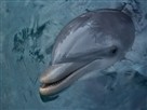 Flipper - Original | Season 2 Episode 20 | Flipper And The Shark Cage