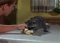 The Racoon Who Came To Dinner picture