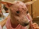 Neglected Terrier