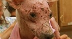 DogTown: Neglected Terrier