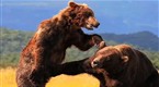 National Geographic Channel: MY SHOT Minute - Fight, FIght!