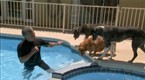 Dog Whisperer: Cesar Goes to Vegas (season 5, episode 1)
