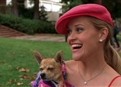 Elle Woods Takes Harvard Law picture