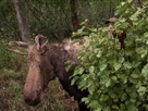 Elsie the Stuffed Moose