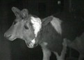 Oddities picture