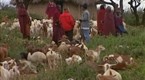 Global Voices: A Panther in Africa (season 1, episode 23)